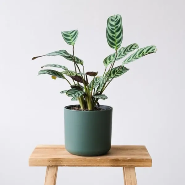 Sale Bønneplante - Sæt med 2 - Ctenanthe 'burle-marxii' - Højde 25-40cm - ⌀12cm Krukkeplanter Indendørs