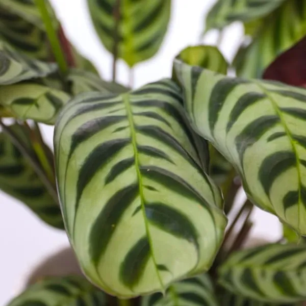 Sale Bønneplante - Sæt med 2 - Ctenanthe 'burle-marxii' - Højde 25-40cm - ⌀12cm Krukkeplanter Indendørs