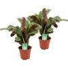 Krukkeplanter Indendørs^Bønneplante - Sæt med 2 - Ctenanthe 'burle-marxii' - Højde 30-40cm - ⌀14cm
