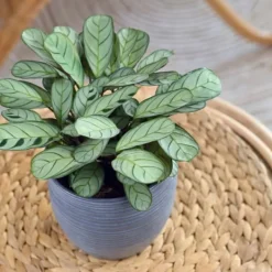Krukkeplanter Indendørs^Bønneplante - Sæt med 2 - Ctenanthe 'burle-marxii' - Højde 30-40cm - ⌀14cm