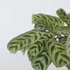 Krukkeplanter Indendørs^Bønneplante - Sæt med 2 - Ctenanthe 'burle-marxii' - Højde 30-40cm - ⌀14cm