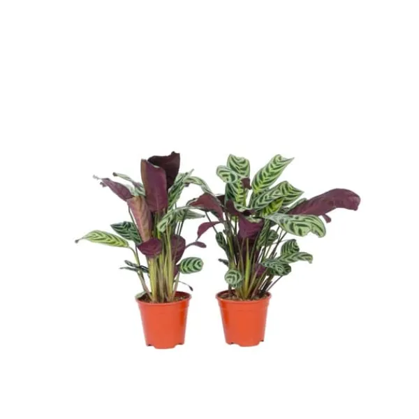 Clearance Bønneplante - Sæt med 4 - Ctenanthe 'burle-marxii' - Højde 25-40cm - ⌀12cm Krukkeplanter Indendørs
