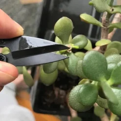 Haveværktøj^Bonsai Beskæresaks Mini Bonsaisaks Små Haveskærere til Knopper og Blade