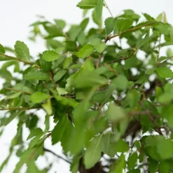 Springvand & Damme^Bonsai med vattenfal - Bonsai - Højde 25-35cm - ⌀29cm