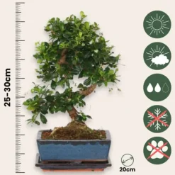 Discount Bonsai træ - Carmona microphylla - Højde 25-30cm - ⌀20cm Krukkeplanter Indendørs