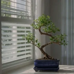 Discount Bonsai træ - Carmona microphylla - Højde 25-30cm - ⌀20cm Krukkeplanter Indendørs
