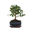 Krukkeplanter Indendørs^Bonsai træ - Carmona microphylla - Højde 25-30cm - ⌀15cm