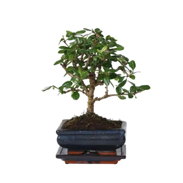 Krukkeplanter Indendørs^Bonsai træ - Carmona microphylla - Højde 25-30cm - ⌀15cm