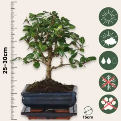 Krukkeplanter Indendørs^Bonsai træ - Carmona microphylla - Højde 25-30cm - ⌀15cm