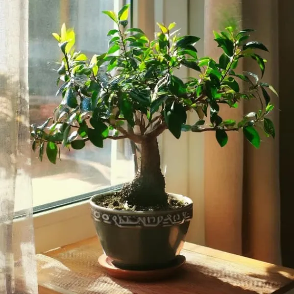 Krukkeplanter Indendørs^Bonsai træ - Carmona microphylla - Højde 25-30cm - ⌀15cm