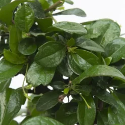Krukkeplanter Indendørs^Bonsai træ - Carmona microphylla - Højde 25-30cm - ⌀15cm