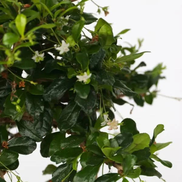 Krukkeplanter Indendørs^Bonsai træ - Carmona microphylla - Højde 25-30cm - ⌀15cm