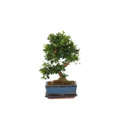 Krukkeplanter Indendørs^Bonsai træ - Carmona microphylla - Højde 20-30cm - ⌀15cm