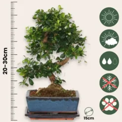 Krukkeplanter Indendørs^Bonsai træ - Carmona microphylla - Højde 20-30cm - ⌀15cm