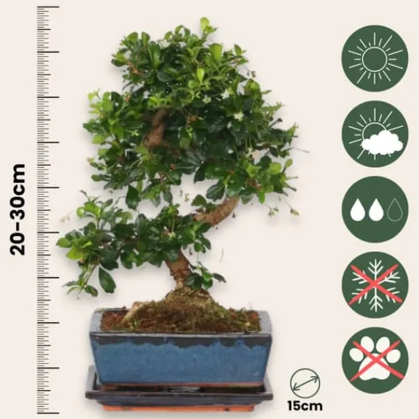 Krukkeplanter Indendørs^Bonsai træ - Carmona microphylla - Højde 20-30cm - ⌀15cm