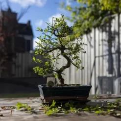 Krukkeplanter Indendørs^Bonsai træ - Carmona microphylla - Højde 20-30cm - ⌀15cm