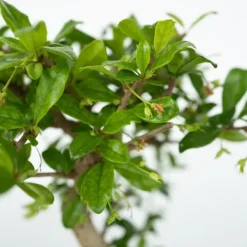 Krukkeplanter Indendørs^Bonsai træ med vandfald - Bonsai - Højde 25-35cm - ⌀29cm
