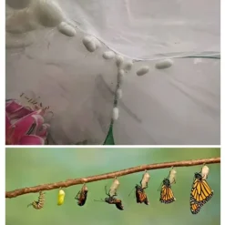Til Fugle & Småvildt^Bærbart insekt sommerfuglehabitatbur Insekthusindhegning Avlsbur