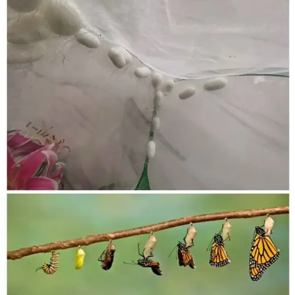 Til Fugle & Småvildt^Bærbart insekt sommerfuglehabitatbur Insekthusindhegning Avlsbur