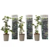 Buskads^Brombær - 3 stk - Rubus Thornless - Højde 25-40cm - ⌀9cm
