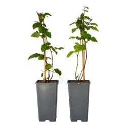 Sale Brombær - Sæt med 2 - Rubus fruticosus 'Thornfree' - Højde 50-60cm - ⌀15cm Buskads