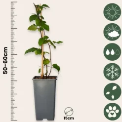 Sale Brombær - Sæt med 2 - Rubus fruticosus 'Thornfree' - Højde 50-60cm - ⌀15cm Buskads