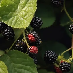 Sale Brombær - Sæt med 2 - Rubus fruticosus 'Thornfree' - Højde 50-60cm - ⌀15cm Buskads