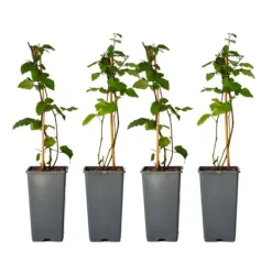 Sale Brombær - Sæt med 2 - Rubus fruticosus 'Thornfree' - Højde 50-60cm - ⌀15cm Buskads