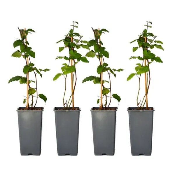 Sale Brombær - Sæt med 2 - Rubus fruticosus 'Thornfree' - Højde 50-60cm - ⌀15cm Buskads