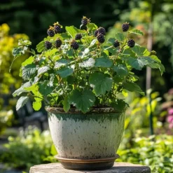 Sale Brombær - Sæt med 2 - Rubus fruticosus 'Thornfree' - Højde 50-60cm - ⌀15cm Buskads