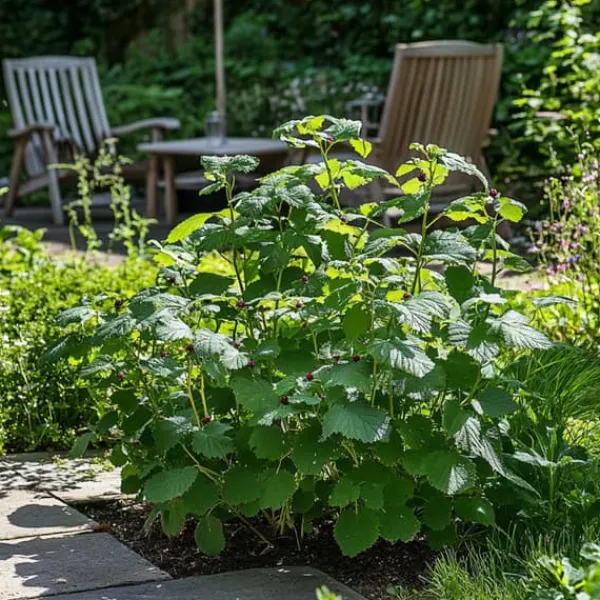 Sale Brombær - Sæt med 2 - Rubus fruticosus 'Thornfree' - Højde 50-60cm - ⌀15cm Buskads