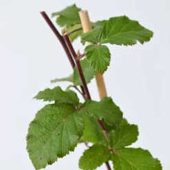 Sale Brombær - Sæt med 2 - Rubus fruticosus 'Thornfree' - Højde 50-60cm - ⌀15cm Buskads