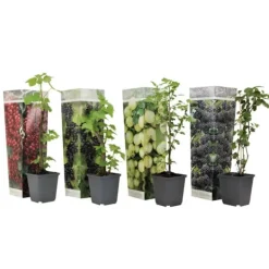 Online Bærplanter - Sæt med 4 - Rubus, rubrum, Uva, Fructosus - Højde 25-40cm - ⌀9cm Buskads
