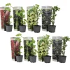 Buskads^Bærplanter - Sæt med 8 - Rubus, rubrum, Uva, Fructosus - Højde 25-40cm - ⌀9cm