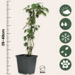 Buskads^Bærplanter - Sæt med 8 - Rubus, rubrum, Uva, Fructosus - Højde 25-40cm - ⌀9cm