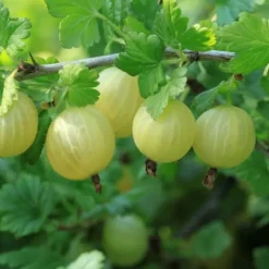 Buskads^Bærplanter - Sæt med 8 - Rubus, rubrum, Uva, Fructosus - Højde 25-40cm - ⌀9cm