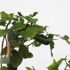 Buskads^Bærplanter - Sæt med 8 - Rubus, rubrum, Uva, Fructosus - Højde 25-40cm - ⌀9cm