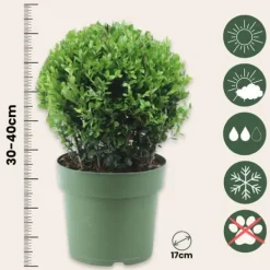Buskads^Buksbom - Ilex crenata 'Jenny' - Højde 30-40cm - ⌀17cm