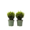 Haveplanter^Buksbom - Ilex crenata 'Jenny' - Højde 30-40cm - ⌀17cm