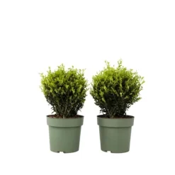 Haveplanter^Buksbom - Ilex crenata 'Jenny' - Højde 30-40cm - ⌀17cm