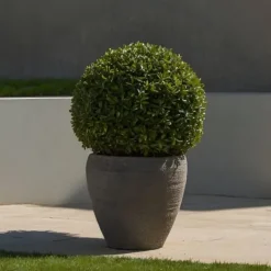 Haveplanter^Buksbom - Ilex crenata 'Jenny' - Højde 30-40cm - ⌀17cm
