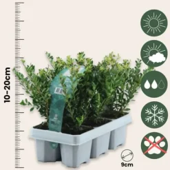 Haveplanter^Buksbom - Sæt med 12 - Ilex crenata 'Jenny' - Højde 10-20cm - ⌀9cm