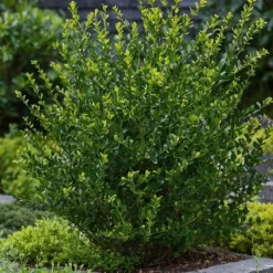 Haveplanter^Buksbom - Sæt med 12 - Ilex crenata 'Jenny' - Højde 10-20cm - ⌀9cm