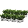Hot Buksbom - Sæt med 48 - Ilex crenata 'Jenny' - Højde 10-20cm - ⌀9cm Haveplanter