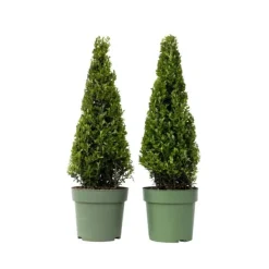 Clearance Buksbom - Sæt med 2 - Ilex crenata 'Jenny' - Højde 55-65cm - ⌀21cm Haveplanter