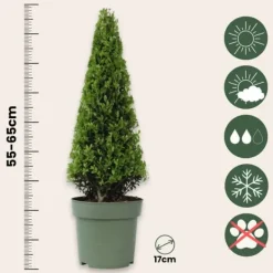 Clearance Buksbom - Sæt med 2 - Ilex crenata 'Jenny' - Højde 55-65cm - ⌀21cm Haveplanter
