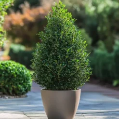 Clearance Buksbom - Sæt med 2 - Ilex crenata 'Jenny' - Højde 55-65cm - ⌀21cm Haveplanter