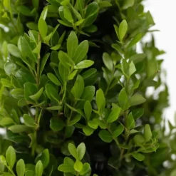 Clearance Buksbom - Sæt med 2 - Ilex crenata 'Jenny' - Højde 55-65cm - ⌀21cm Haveplanter