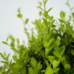 Clearance Buksbom - Sæt med 2 - Ilex crenata 'Jenny' - Højde 55-65cm - ⌀21cm Haveplanter