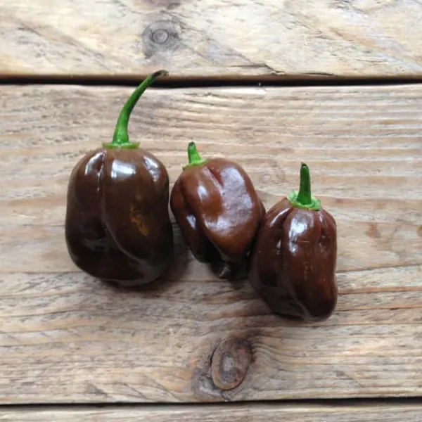 Chilipeppar seeds, Chocolate Habanero, Piccolo Frø